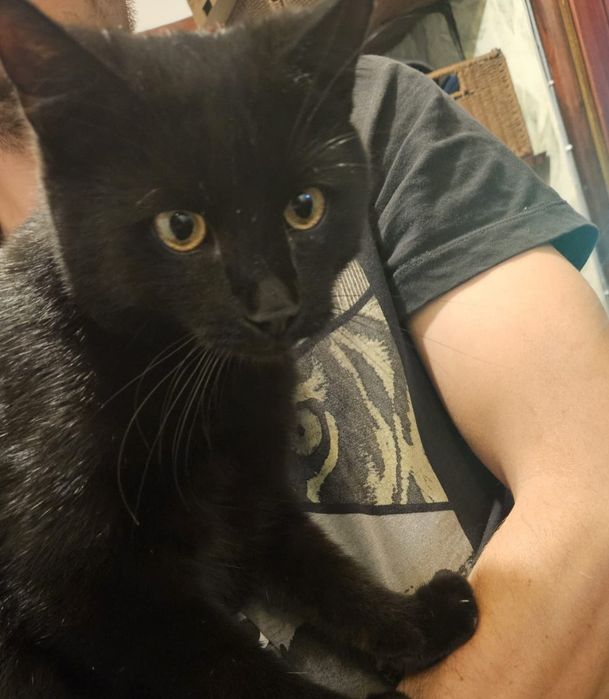Sylwek,  kocurek do adopcji