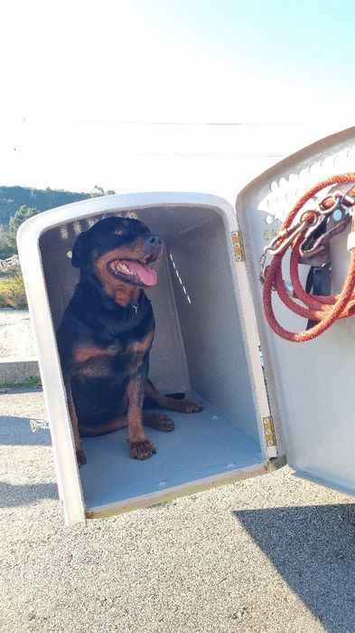 Transportadora Atrelado Reboque