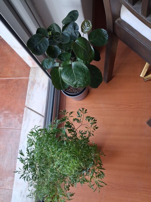 Árvores da felicidade, macho e femea + vasos