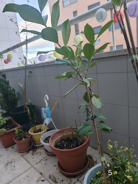 Araçás vermelhas e amarelas (árvores de fruto)