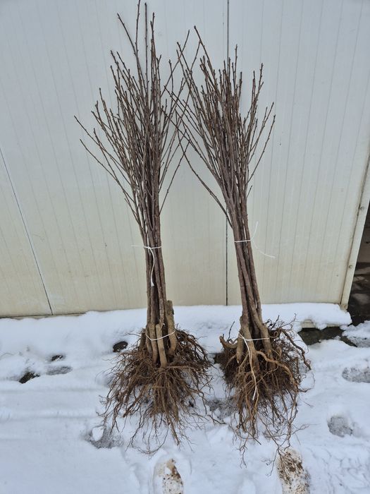 Wiśnia Łutówka Nefris