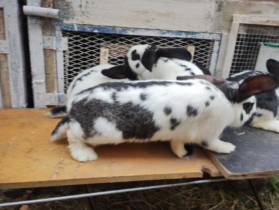 sprzedam króliki samiec i samiczki