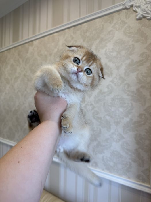 Шотландські Кошенята. Золота шиншила Фолд