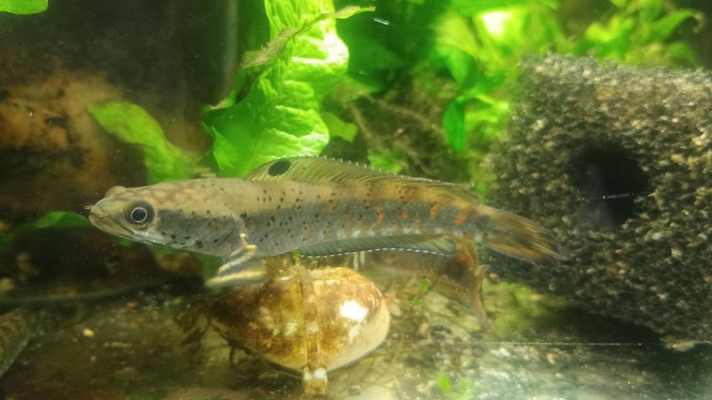 Channa pulchra młode