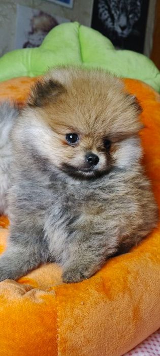 Померанський шпіц дівчата