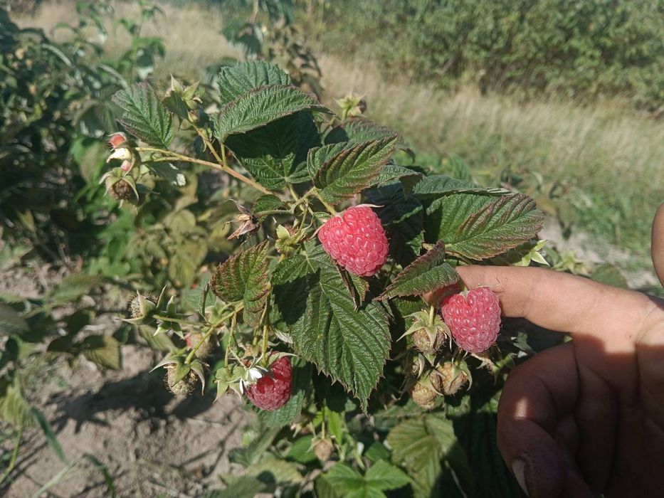 Саджанці малини маравілла