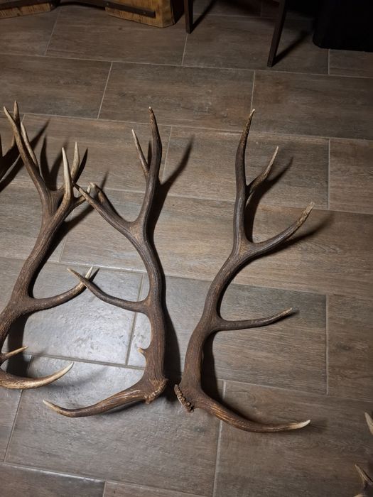 Poroże jelenia zrzuty