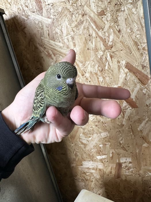 Periquito anilinados