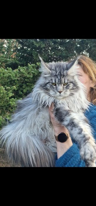 Maine Coon kotka koteczka kocięta Rezerwacja