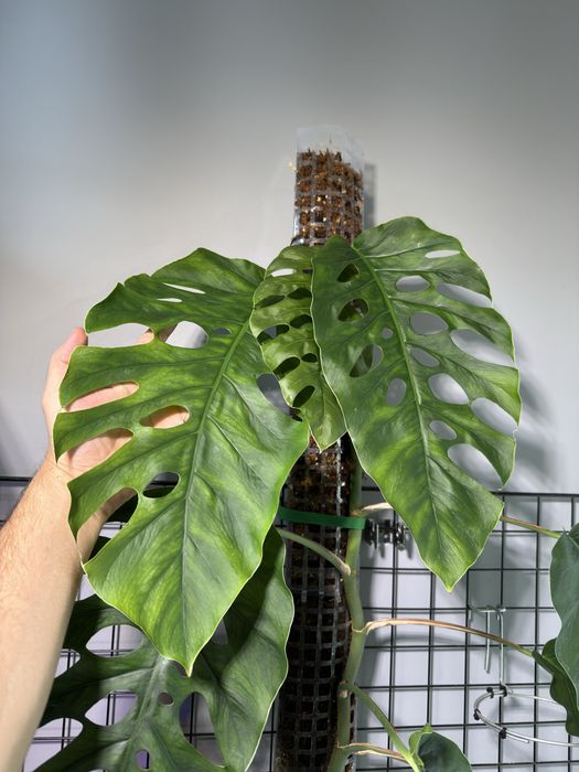 Monstera Dubia - ogromna 2 metrowa roslina