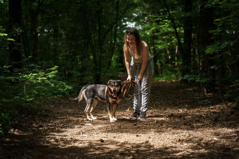 Mlody rozbrykany Goofy szuka wesołego domu