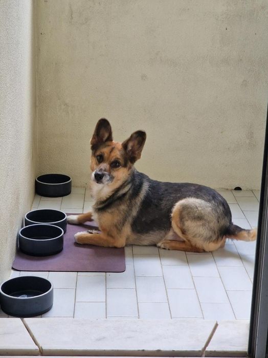 Cadela para adoção