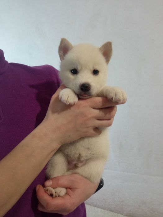 Щенки Сибирский Хаски