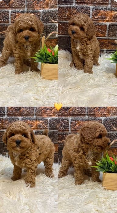 Мальтіпу Ред браун