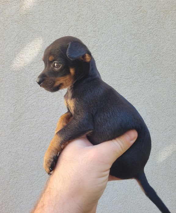 Pinscher miniatura macho