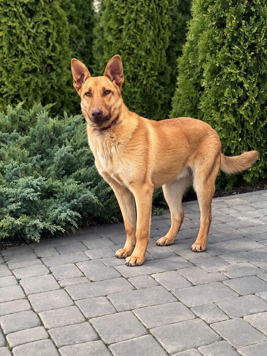 Молі шукає родину