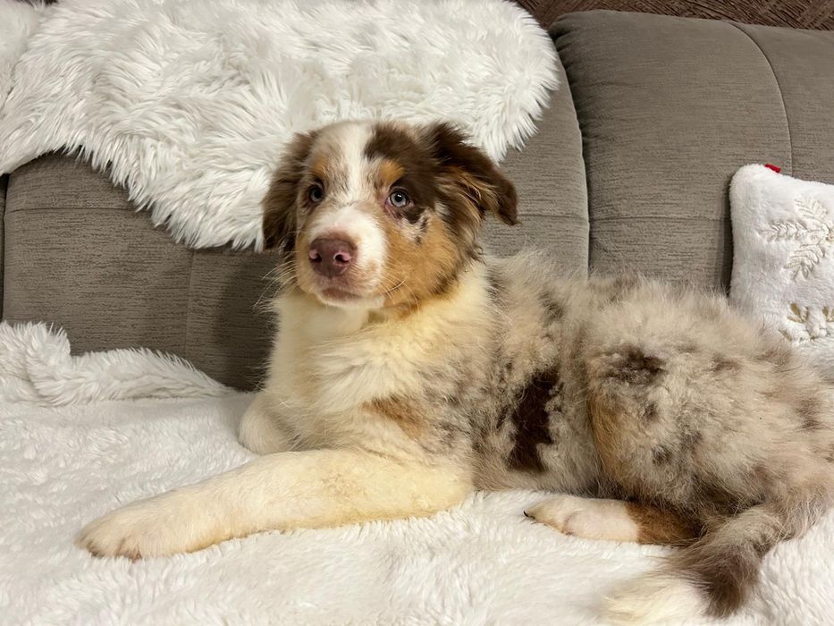 Owczarek Australijski typ amerykański piesek