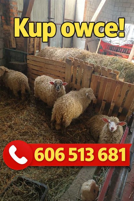 sprzedam owce  w różnym wieku
