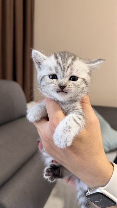 Шотландські кошенята
