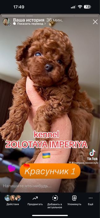 Супер малюки  мальтипу редбраун