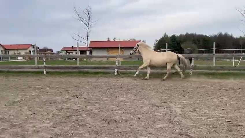 Sprzedam lub zamienie