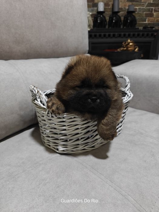 Fantástico chow chow