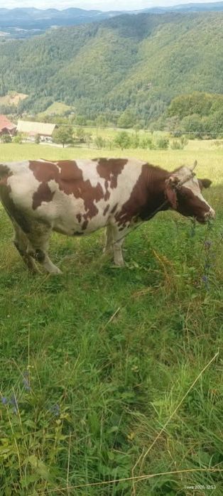 Jałóweczka mleczna