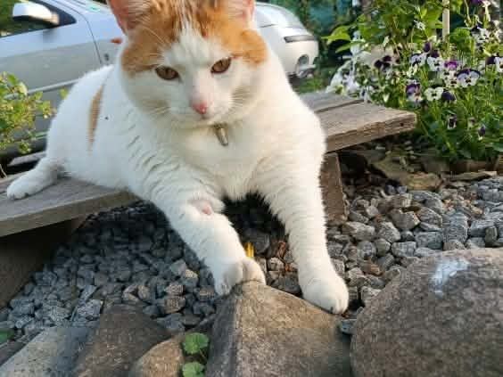 Garfield szuka domku