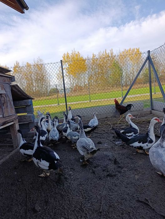 Koguty, kaczki piżmowe