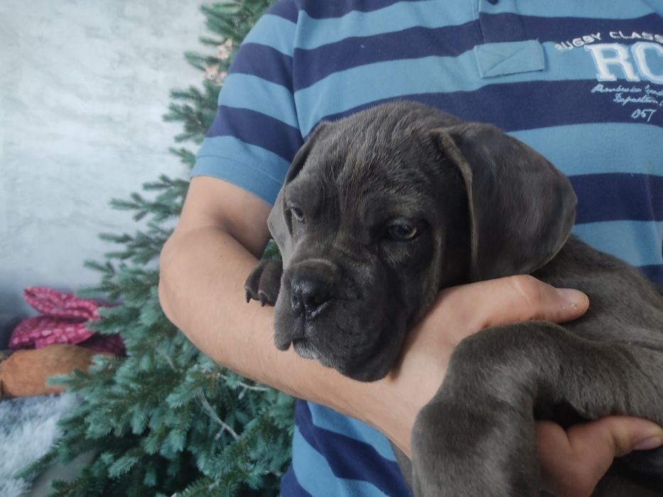 Сіра Дівчинка Кане корсо