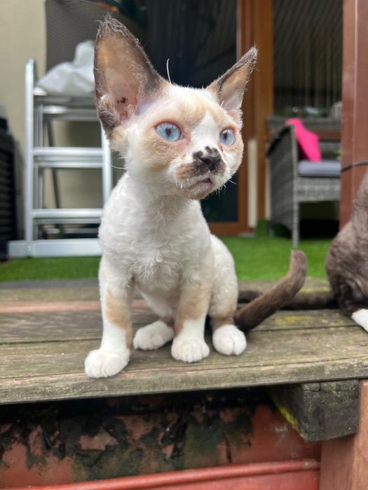 Dyzio - bajbardziej upierdliwy i miziasty kocurek z  Devon Rex