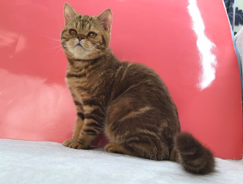 Шотландская девочка шоколадная мраморная с документами