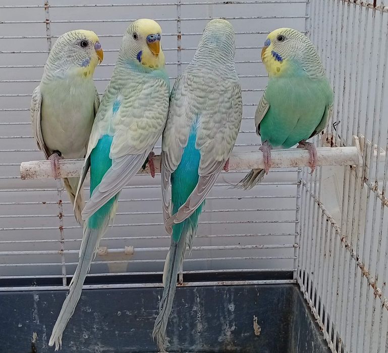 Piriquitos australianos