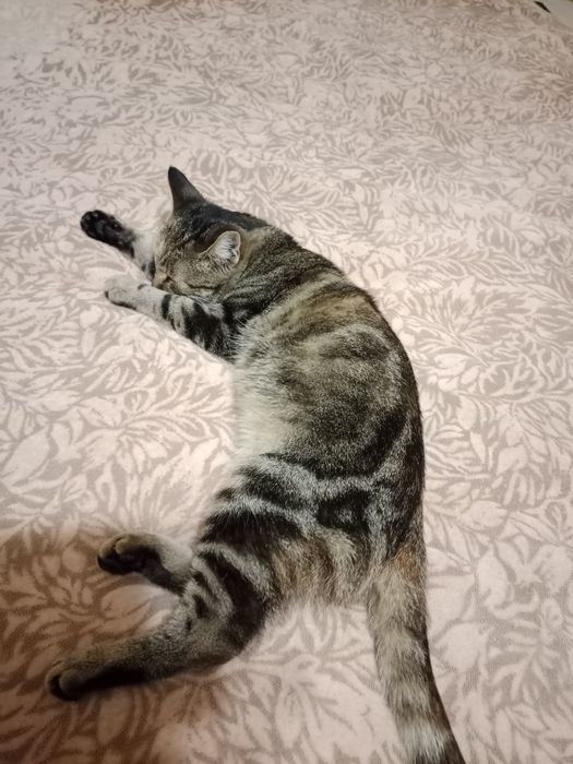 Кошенята.Хлопчик та дівчинка