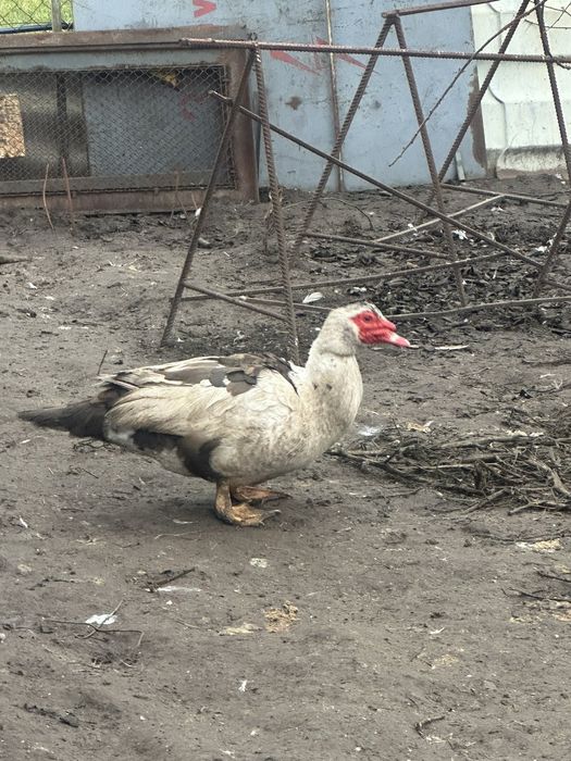 Продам Індокачки