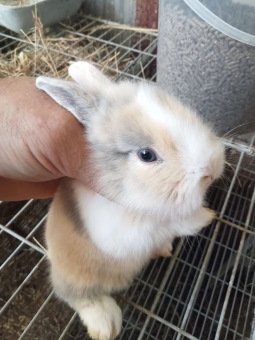 Coelhos anões bebés