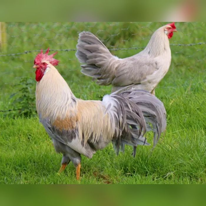 Курчата  Італійської несушки, окрас Ізабелла