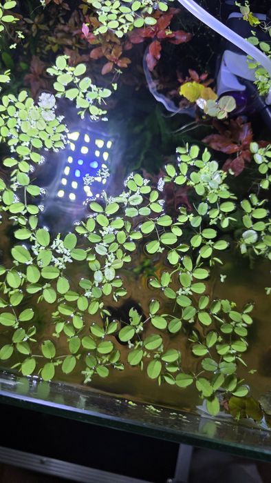 Salvinia natans piękna roślina pływająca
