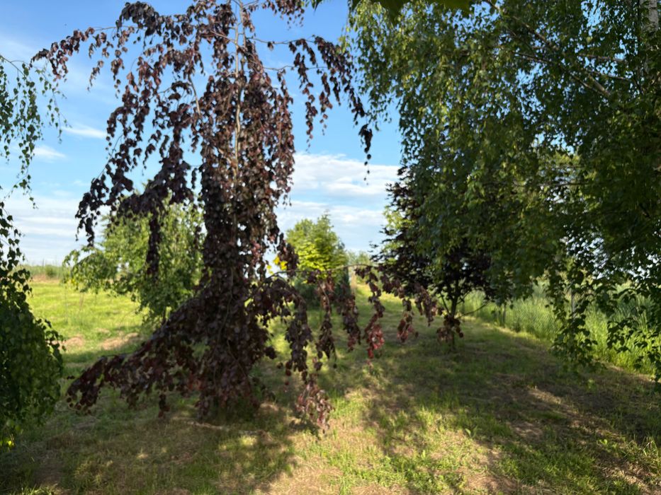 Kwaczała działka 4948 m²ogrodzona z mediami, garażem i ogrodem 5min a4