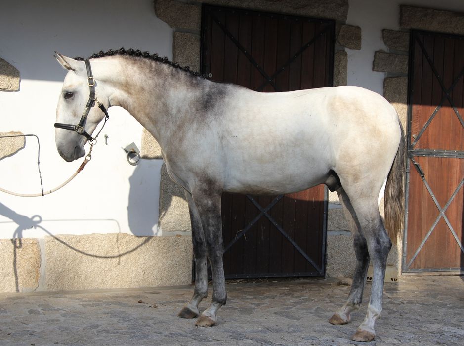 Poldro Lusitano - 2 anos