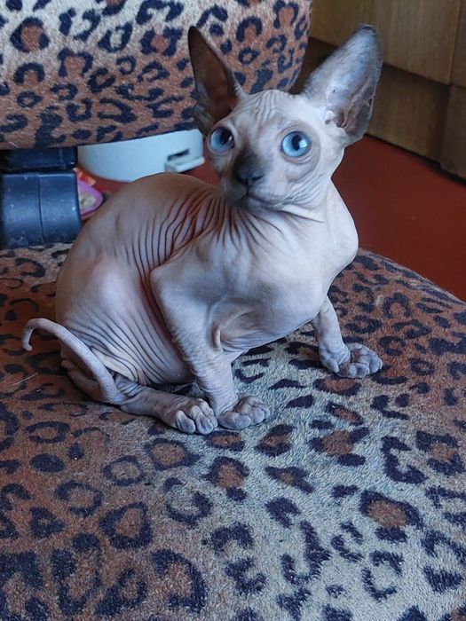 Голубоглазый канадский сфинкс
