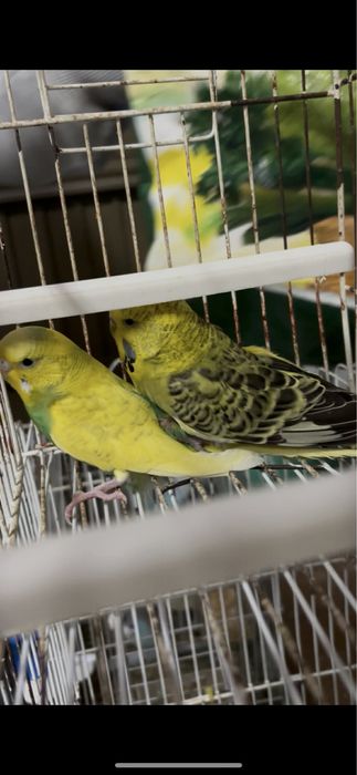 Casal periquitos ingles