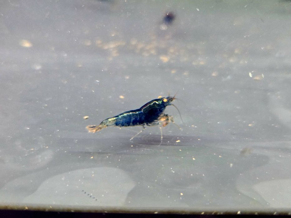 Krewetka caridina Blue devil orange eye