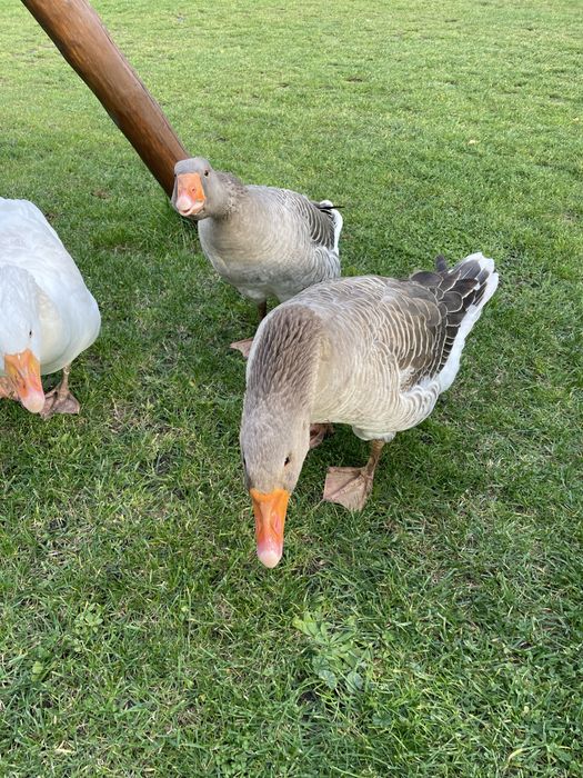 Gęsi landes parka i kołudzka