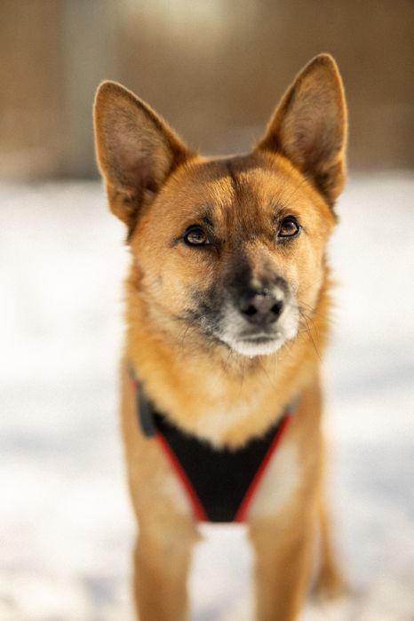 Рудий песик Джинджер шукає дім