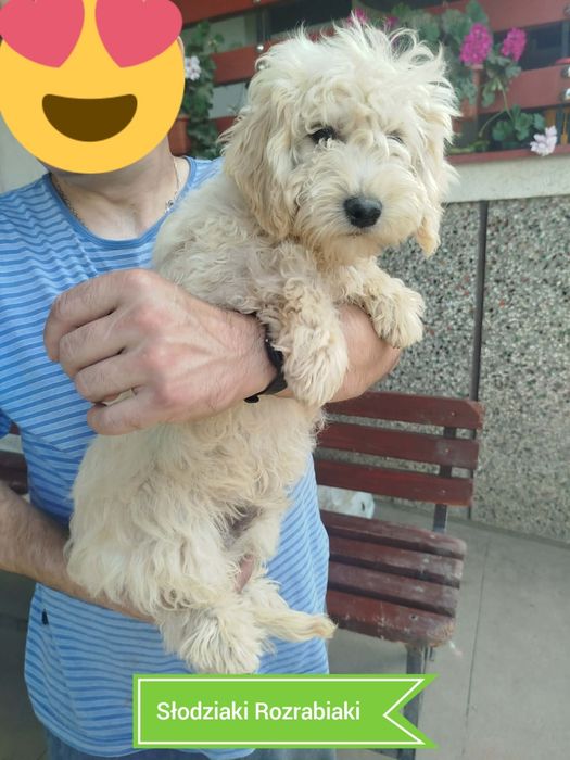 Goldendoodle F1B