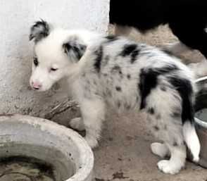 Border collie blue merle com olho azul