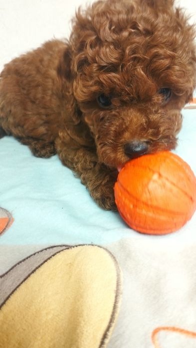 Девочка той пудель