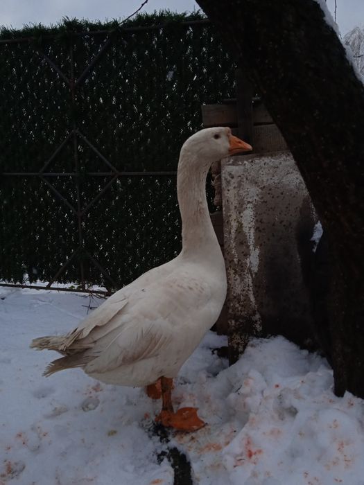 Гусь, гуси, гусак та гусиня породи Лінда