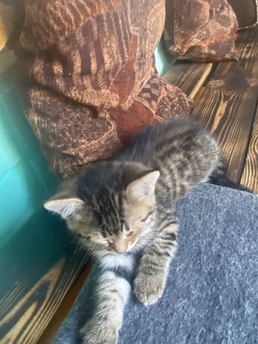 Котята безплатно